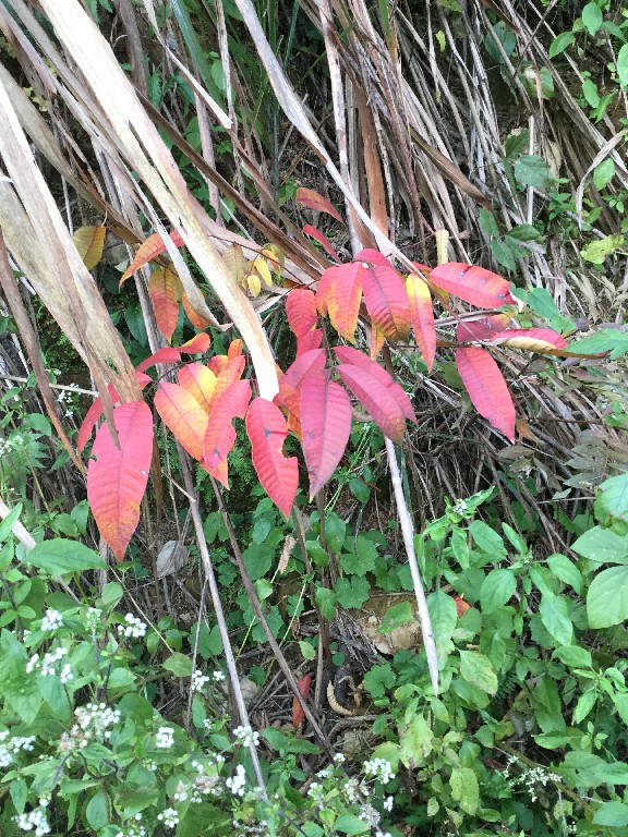 1584331754352196.jpg IMG_0715.jpg